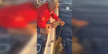 Caretta-Caretta8217nin-Kurtulusu-Vicdansizliga-Karsi-Umut-Isigi-featured