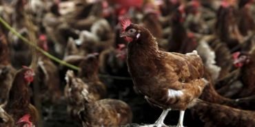H5N1-Kus-Gribi-Virusu-Avustralya8217da-Tespit-Edildi-featured