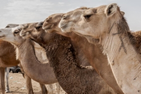 Afrika8217da-Asiri-Sicaklar-Develerin-Canina-Mal-Oluyor-featured
