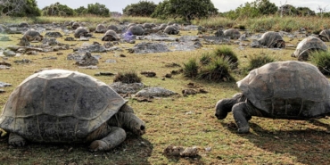 Seysellerdeki-Aldabra-Atolunde-180-bin-dev-kaplumbaga-bulundu-featured